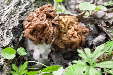 Bahar ormanlarında yetişen Gyromitra mantarı