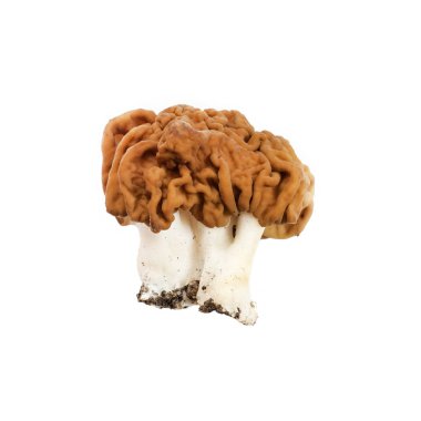 Gyromitra esculenta mantar 
