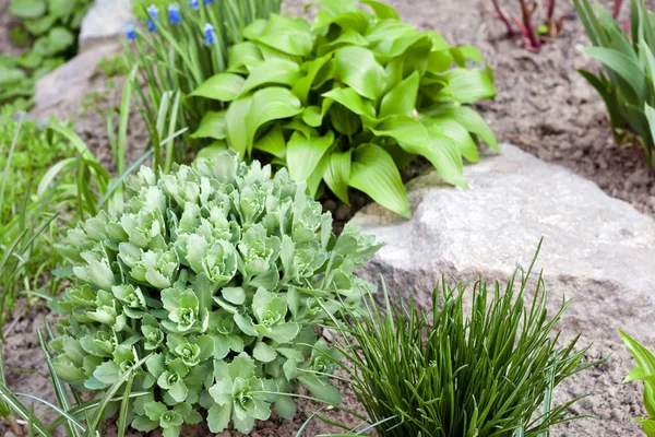 Jóvenes plantas decorativas de Hosta lancifolia, Sedum y Ornithogalum — Foto de Stock