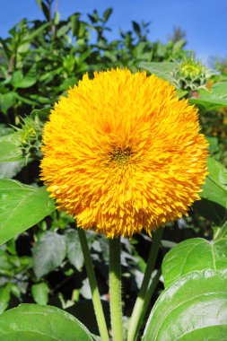 Yeşil bahçe arka planda dekoratif ayçiçeği çekim