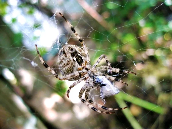 Αραϊίος Αράχνη Τυλίγει Θήραμα Στο Μετάξι Στο Διαδίκτυο — Φωτογραφία Αρχείου