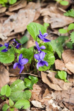 İlkbahar ormanında yetişen viyola odorata