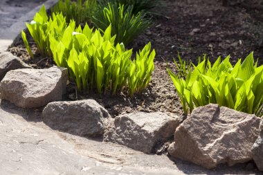 Genç Hosta Lancifolia bitkileri bahçede patika boyunca uzanır. 