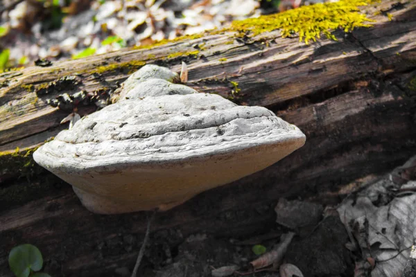 Fomes fomentarius (vulgarmente conhecido como o fungo tinder) no tronco da árvore caída — Fotografia de Stock