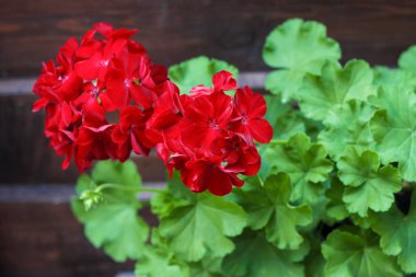 Ahşap çit arka plan üzerinde kırmızı çiçekli ıtır closeup