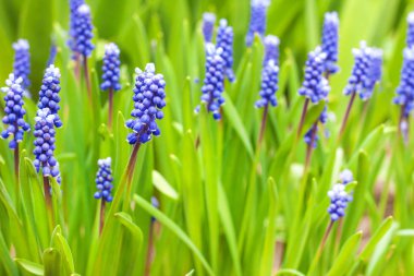 Üzüm sümbül (Muscari armeniacum) bahar 