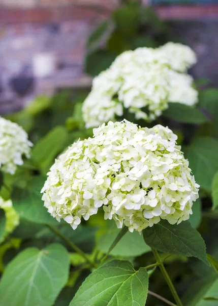 Floraison blanche Annabelle Hydrangea arborescens — Photo