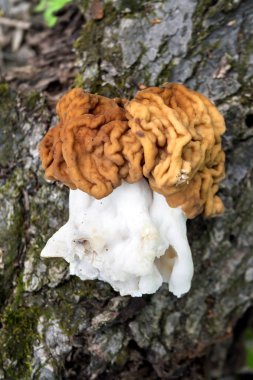 Bahar ormanlarında Gyromitra esculenta mantarı