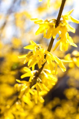 Mavi gökyüzü arka plan üzerinde Çiçekli Forsythia closeup