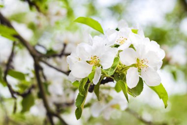 elma ağacının dalını bir baharda çiçeklenme 