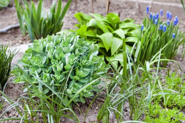 Bahar bahçesindeki çiçek tarlasında Hosta Lancifolia, Sedum ve Ornithogalum 'un genç dekoratif bitkileri.