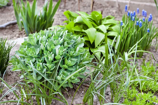 Jóvenes plantas decorativas de Hosta lancifolia, Sedum y Ornithogalum en macizo de flores en jardín de primavera — Foto de Stock