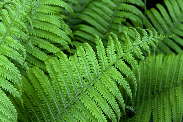 зеленые листья папоротника