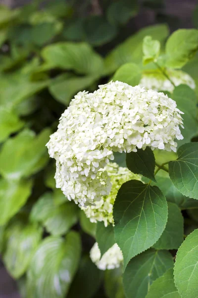 Floraison blanche Annabelle Hydrangea arborescens — Photo