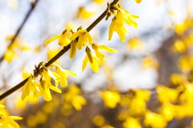Mavi gökyüzü arka plan üzerinde Çiçekli Forsythia closeup