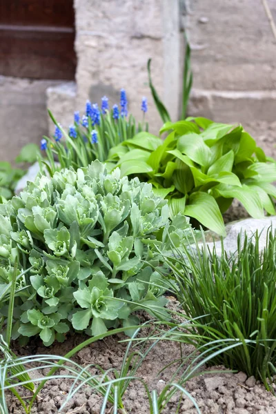 Jóvenes plantas decorativas de Hosta lancifolia, Sedum y Ornithogalum en macizo de flores — Foto de Stock