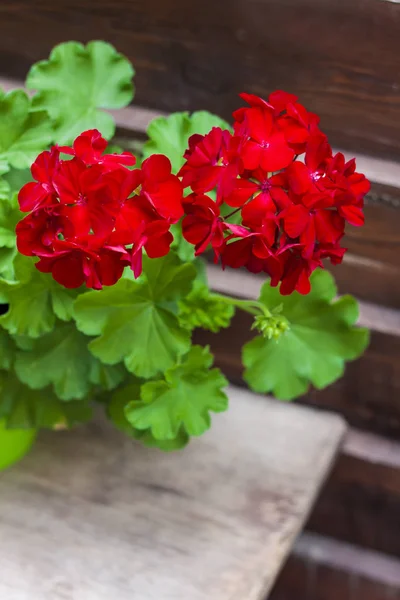 Closeup κόκκινο ανθίζοντας pelargonium σχετικά με το ιστορικό ξύλινο φράχτη — Φωτογραφία Αρχείου