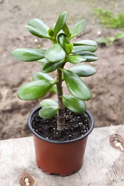 Crassula ovata en maceta — Foto de Stock