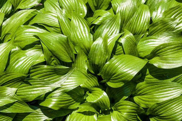 Zelený hosta lancifolia opouští přirozené pozadí — Stock fotografie