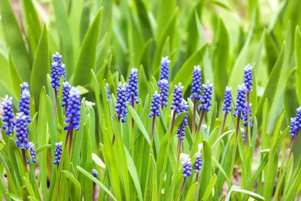 Υάκινθος σταφυλιών (Muscari armeniacum) την άνοιξη — Φωτογραφία Αρχείου