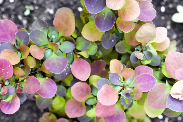 Planta joven de Berberis thunbergii atropurpurea en primavera —  Fotos de Stock