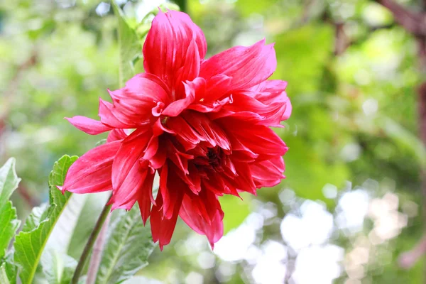 Dahlia flower closeup in summer garden — Stock Photo, Image