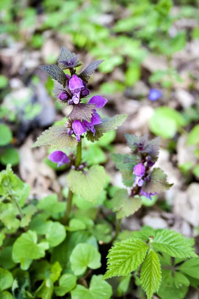 Ortie rouge morte (Lamium purpureum) gros plan au printemps — Photo