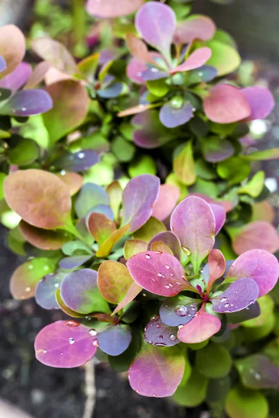 Planta joven de Berberis thunbergii atropurpurea en primavera —  Fotos de Stock
