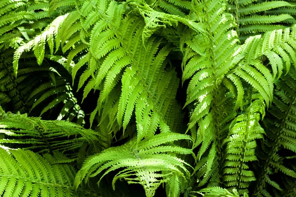 Feuilles de fougère verte fond naturel — Photo