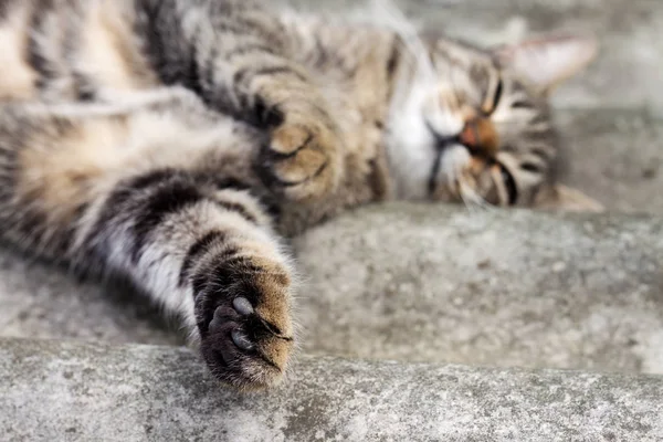 Tabby gato deitado em um telhado de ardósia e descansando com a pata em foco — Fotografia de Stock