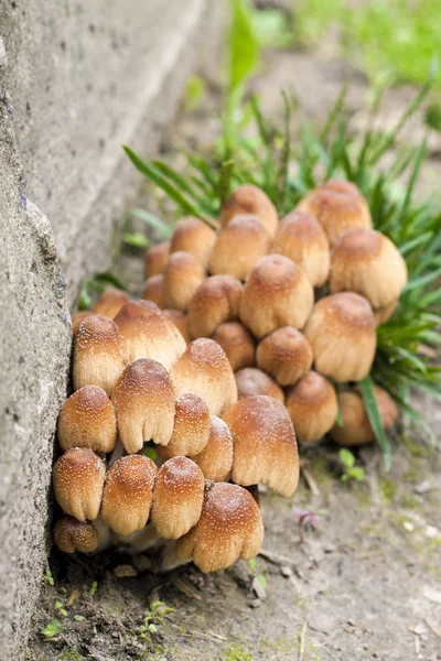 Mladé ovocné tělníky z Gnaslouchací houby (Coprinellus micacetyus) poblíž betonové stěny — Stock fotografie