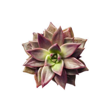 Echeveria Red Taurus bitki closeup beyaz arka plan üzerinde izole 