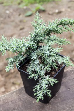 Juniperus squamata Hunnetorp (flaky juniper or Himalayan juniper clipart