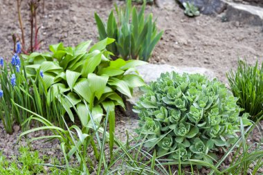 Bahar bahçesindeki çiçek tarlasında Hosta Lancifolia, Sedum ve Ornithogalum 'un genç dekoratif bitkileri.