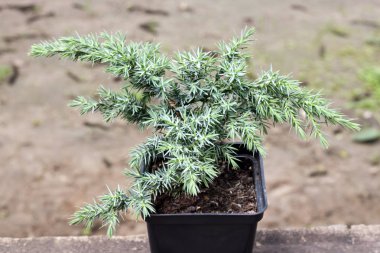 Juniperus squamata Hunnetorp (pul pul ardıç veya Himalaya ardıç
