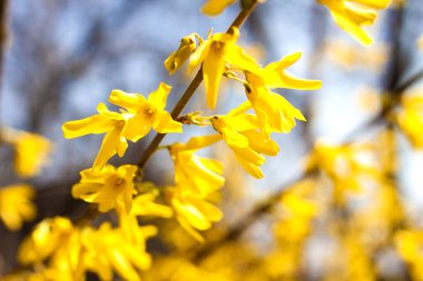 Mavi gökyüzü arka plan üzerinde Çiçekli Forsythia closeup