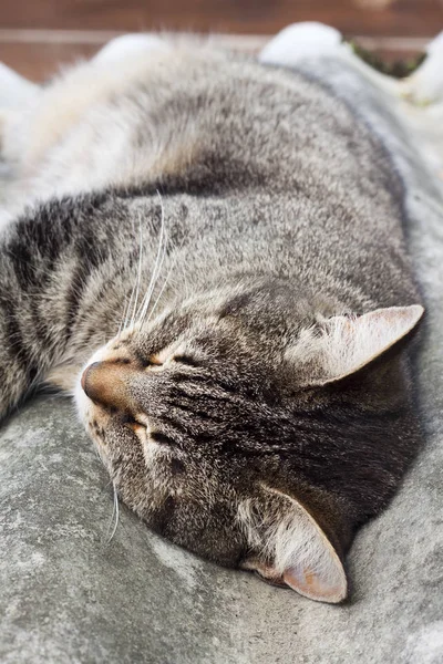 Kucing Tabby berbaring di atap batu tulis dan beristirahat — Stok Foto