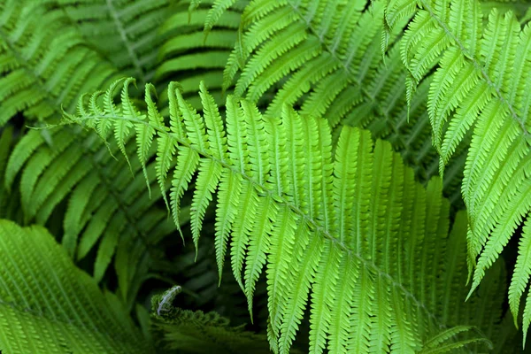 Feuilles de fougère verte fond naturel — Photo