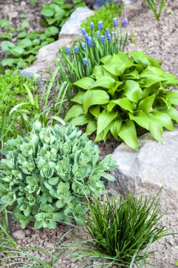 Hosta Lancifolia, Sedum ve Ornithoga 'nın genç dekoratif bitkileri