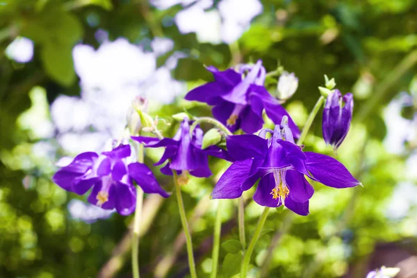 Aquilegia púrpura flores primer plano en el soleado día de verano — Foto de Stock