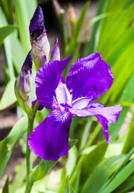 Mor iris çiçek güneşli bir günde yeşil bahçe arka plan üzerinde closeup