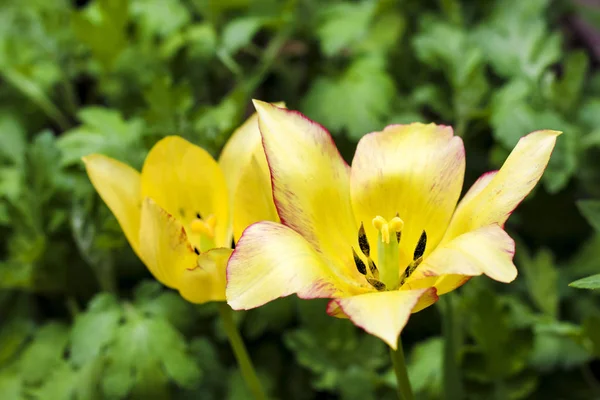 两个黄色郁金香特写在绿色花园背景 — 图库照片