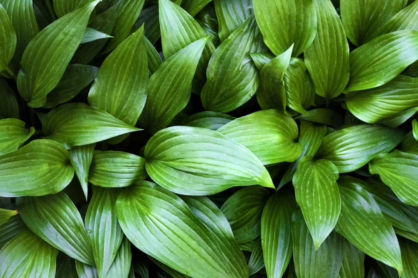 Hosta lancifolia verde deja fondo natural —  Fotos de Stock