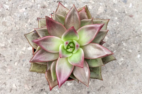 Pianta Echeveria Red Taurus primo piano. Pianta succulenta sempreverde con rosette di foglie colorate — Foto Stock