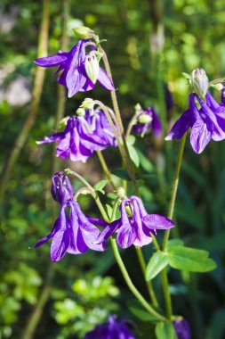 Mor Aquilegia çiçekler güneşli yaz gününde closeup