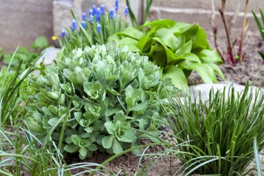 Çiçek tarlasında Hosta Lancifolia, Sedum ve Ornithogalum 'un genç dekoratif bitkileri.