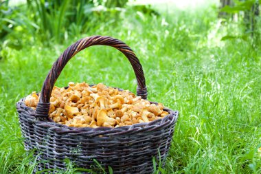 Yabani mantar chanterelles ile hasır sepet 