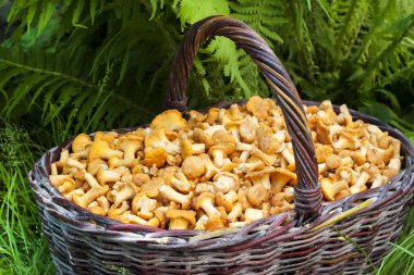 Yabani mantar chanterelles ile hasır sepet 