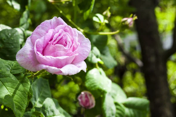 Rosa Centifolia (Rose des Peintres) flower closeup — Stock Photo, Image