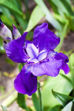 Mor iris çiçek güneşli bir günde yeşil bahçe arka plan üzerinde closeup